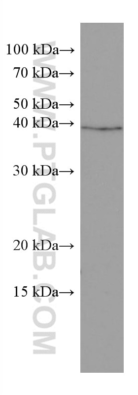 Western Blot (WB) analysis of HT-29 cells using CDX2 Monoclonal antibody (60243-1-Ig)