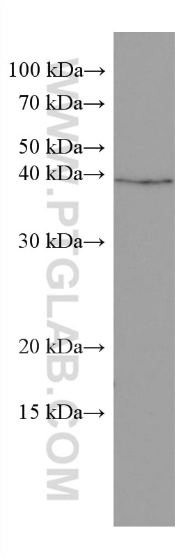 WB analysis of HT-29 using 60243-1-Ig