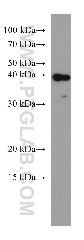 Western Blot (WB) analysis of SW 1990 cells using CDX2 Monoclonal antibody (60243-1-Ig)