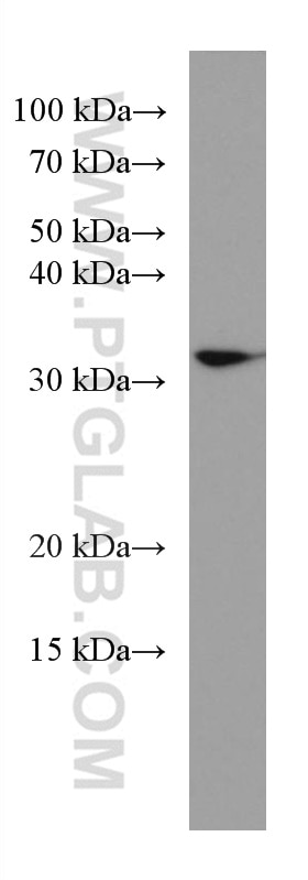 Western Blot (WB) analysis of pig colon tissue using CDX2 Monoclonal antibody (60243-1-Ig)