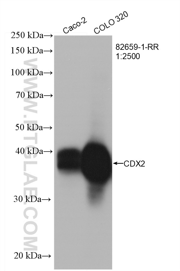 Western Blot (WB) analysis of various lysates using CDX2 Recombinant antibody (82659-1-RR)