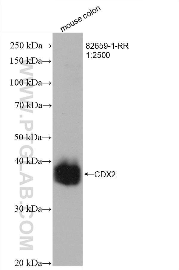 Western Blot (WB) analysis of mouse colon tissue using CDX2 Recombinant antibody (82659-1-RR)