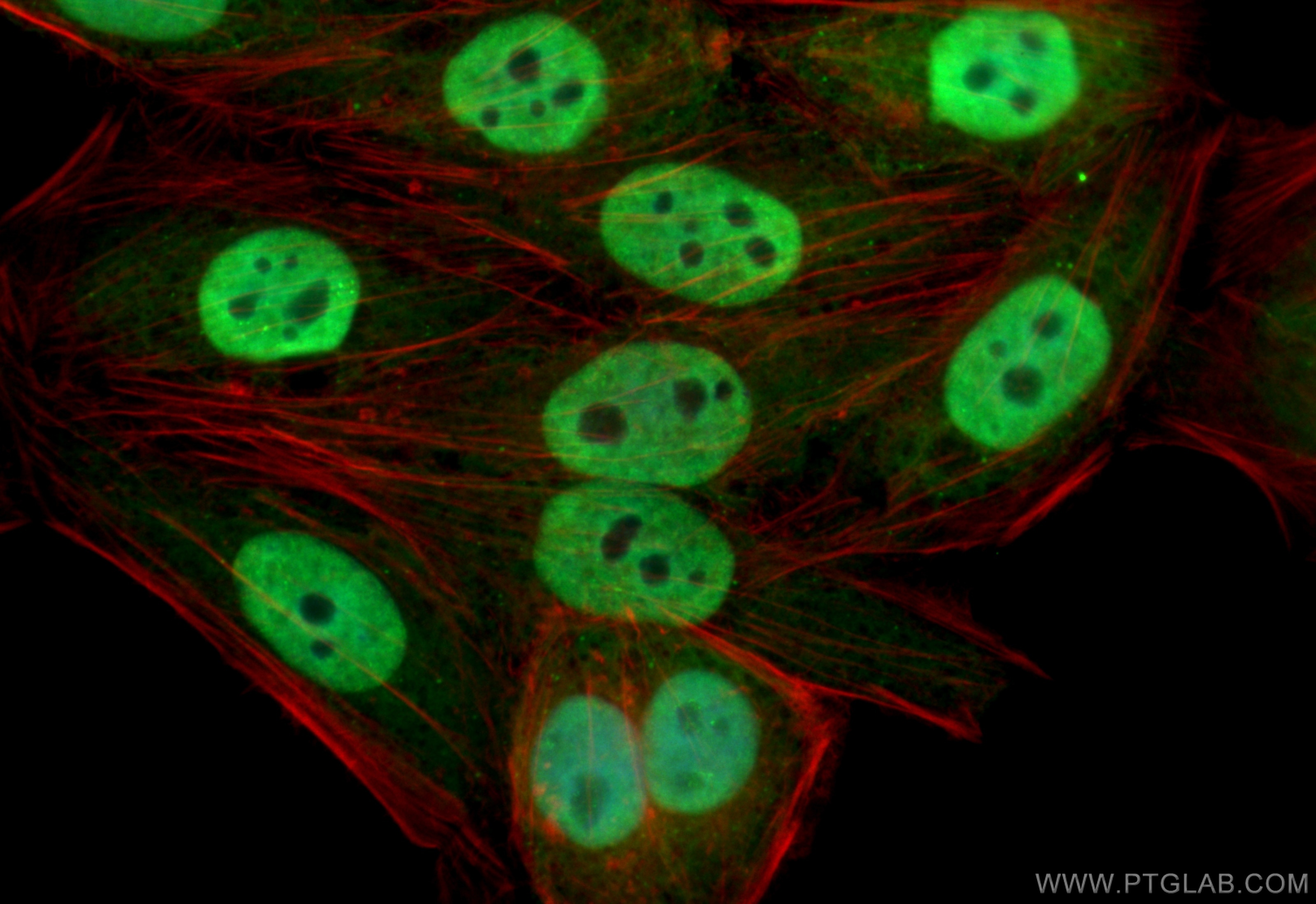 Immunofluorescence (IF) / fluorescent staining of HepG2 cells using CoraLite® Plus 488-conjugated CDX2 Recombinant ant (CL488-82659)
