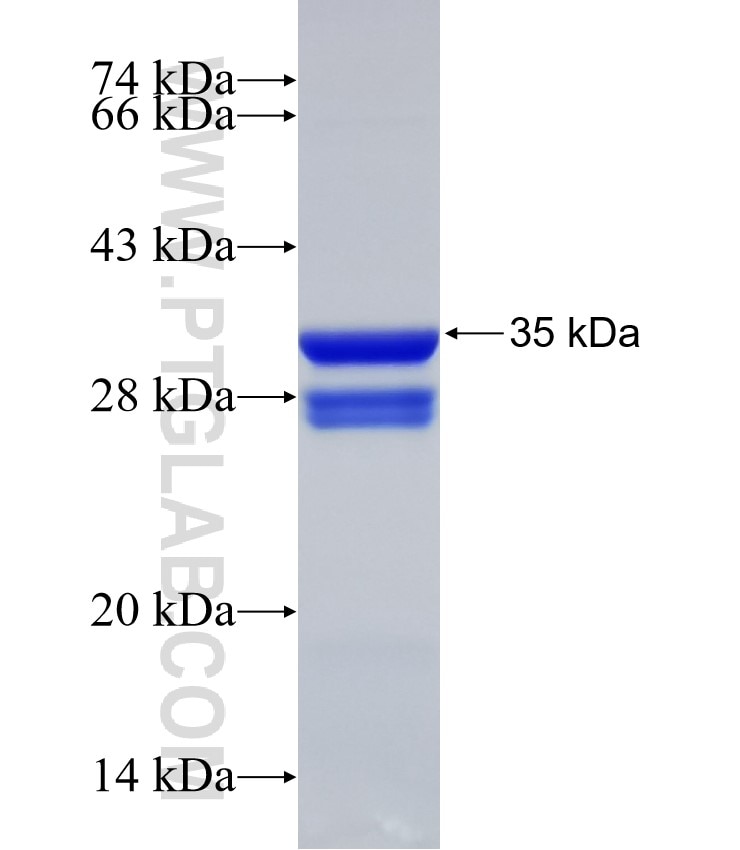 CDX2 fusion protein Ag32826 SDS-PAGE