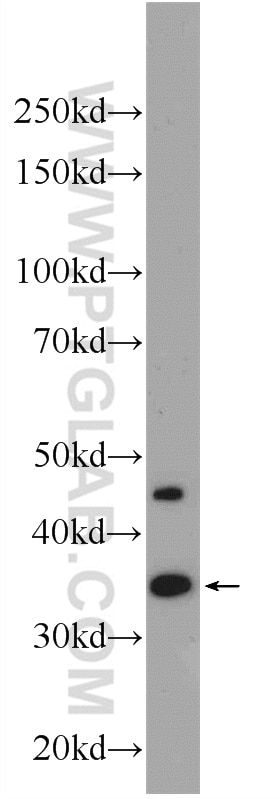 Western Blot (WB) analysis of Sp2/0 cells using CDX4 Polyclonal antibody (22943-1-AP)