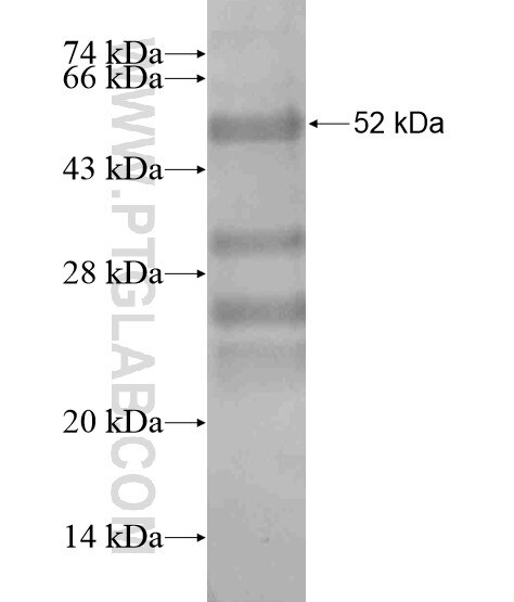CDX4 fusion protein Ag19078 SDS-PAGE