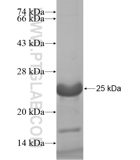 CDX4 fusion protein Ag19148 SDS-PAGE