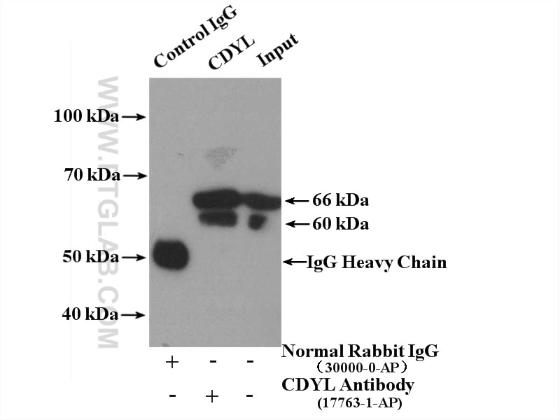 Immunoprecipitation (IP) experiment of MCF-7 cells using CDYL Polyclonal antibody (17763-1-AP)