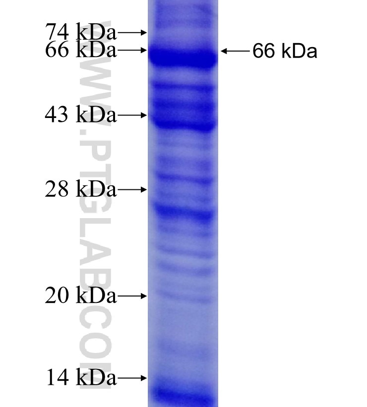 CDYL fusion protein Ag12143 SDS-PAGE