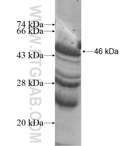 CDYL fusion protein Ag12387 SDS-PAGE