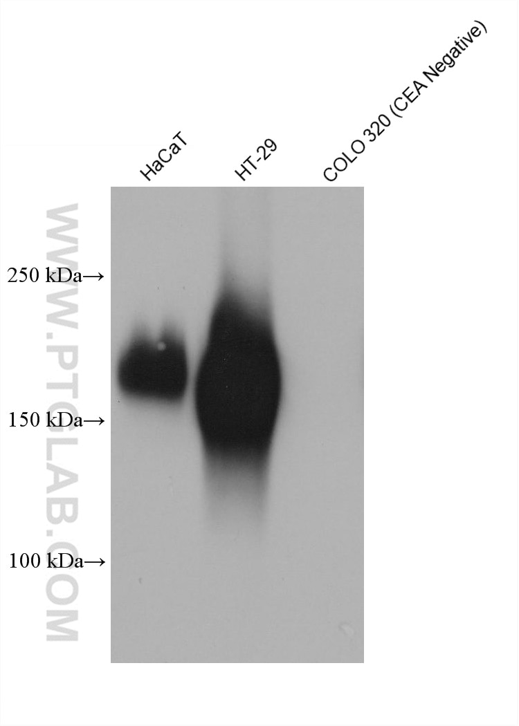 Western Blot (WB) analysis of various lysates using CEA/CD66e Monoclonal antibody (68377-1-Ig)