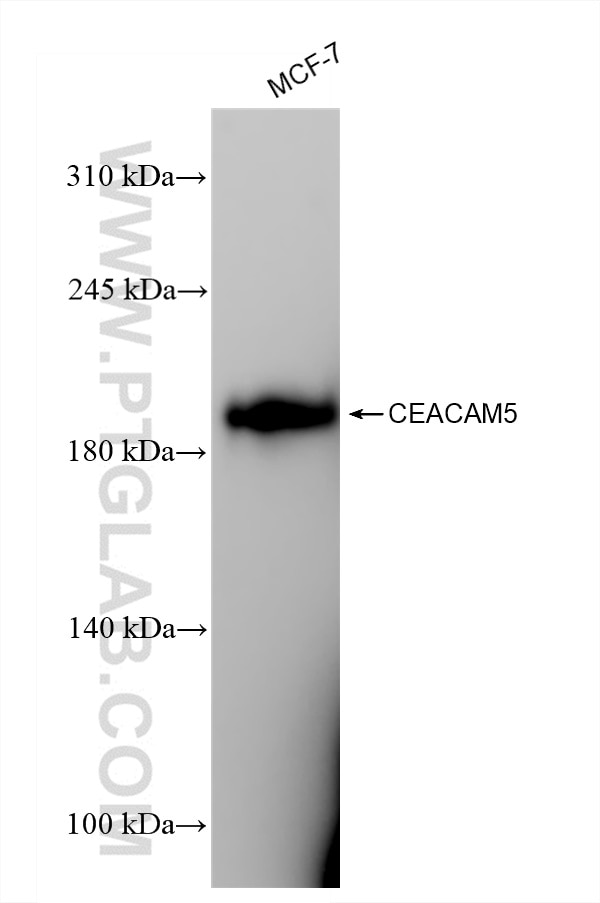 Western Blot (WB) analysis of MCF-7 cells using CEA/CD66e Recombinant antibody (83653-5-RR)