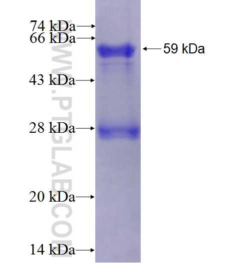 CEACAM5 fusion protein Ag0672 SDS-PAGE