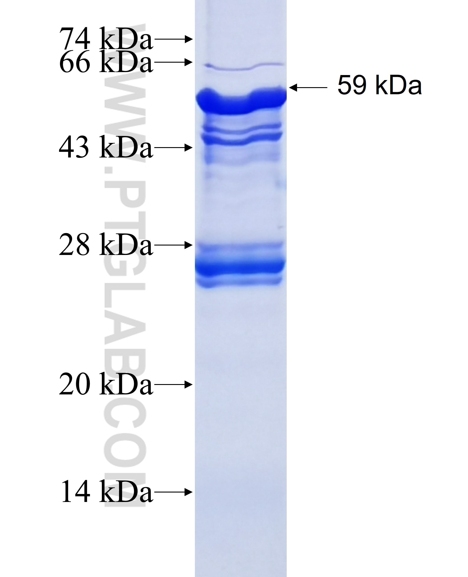 CEACAM5 fusion protein Ag0672 SDS-PAGE