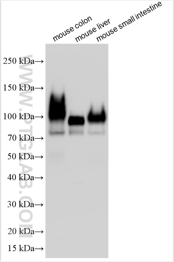 Western Blot (WB) analysis of various lysates using CEACAM-1/CD66a Polyclonal antibody (32395-1-AP)
