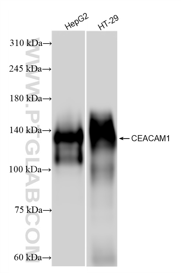 Western Blot (WB) analysis of various lysates using CEACAM1/CD66a Recombinant antibody (83524-3-RR)