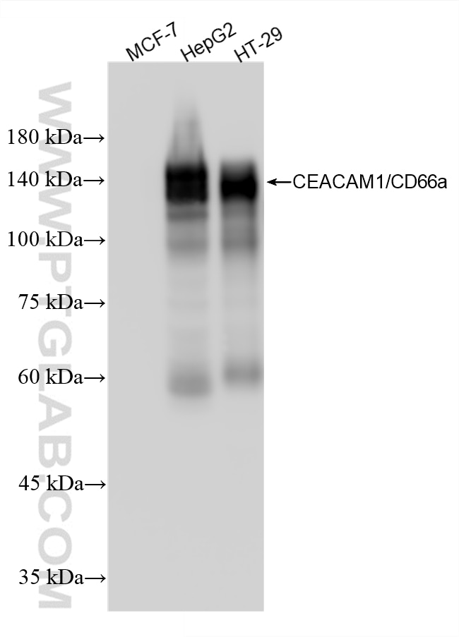 Western Blot (WB) analysis of various lysates using CEACAM1/CD66a Recombinant monoclonal antibody (83524-8-RR)