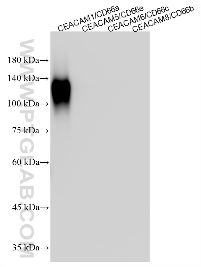 Western Blot (WB) analysis of various lysates using CEACAM1/CD66a Recombinant monoclonal antibody (83524-8-RR)