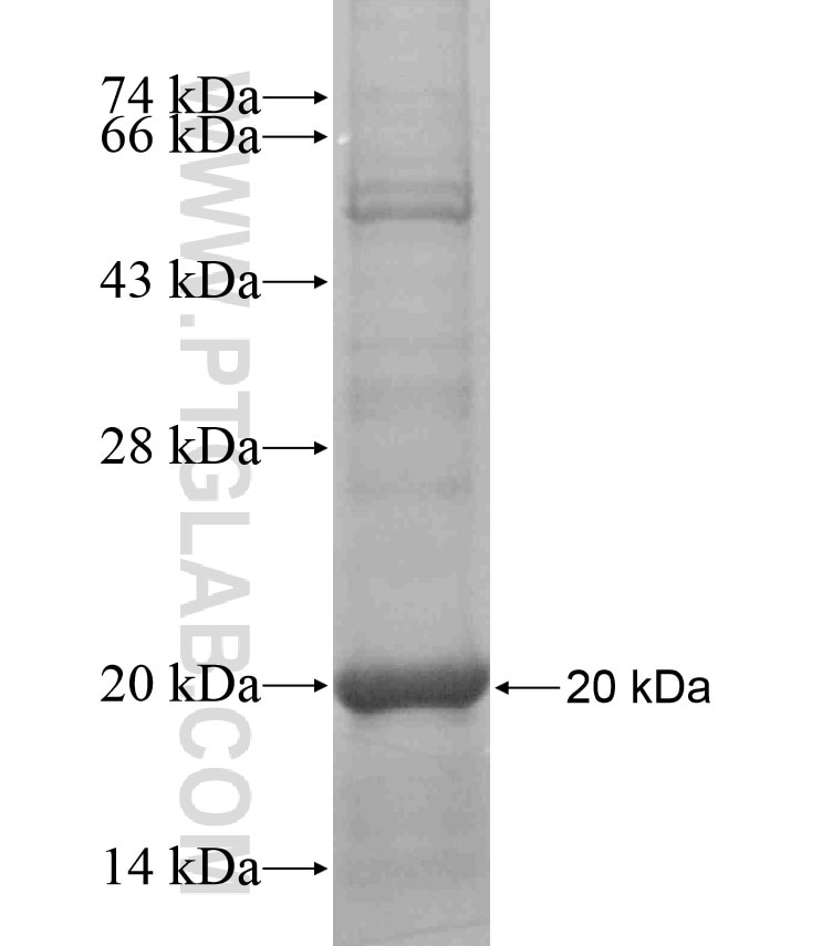 CEACAM1 fusion protein Ag17651 SDS-PAGE