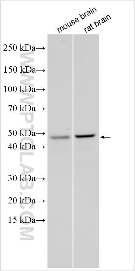 WB analysis using 32196-1-AP (same clone as 32196-1-PBS) Western Blot (WB) analysis of various lysates using CEACAM16 Polyclonal antibody (32196-1-AP)