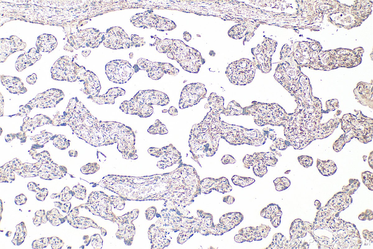 Immunohistochemistry (IHC) staining of human placenta tissue using CEACAM21 Polyclonal antibody (17209-1-AP)