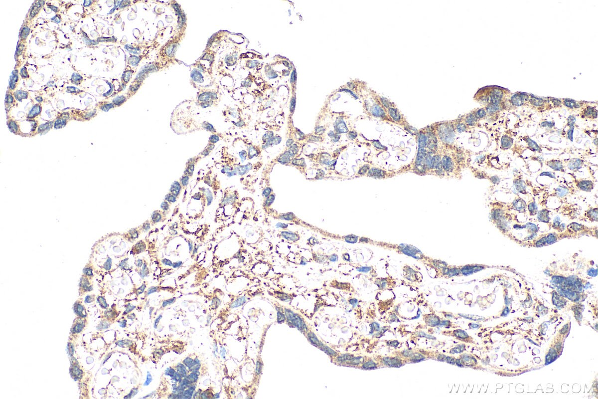 Immunohistochemistry (IHC) staining of human placenta tissue using CEACAM21 Polyclonal antibody (17209-1-AP)