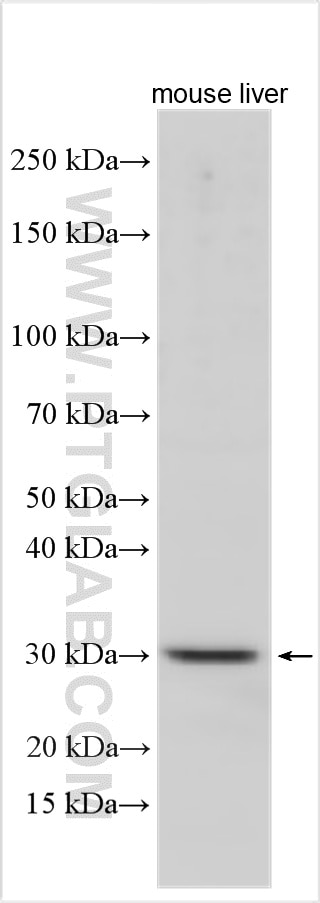 Western Blot (WB) analysis of various lysates using CEACAM21 Polyclonal antibody (17209-1-AP)