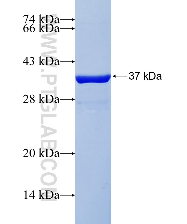 CEACAM4 fusion protein Ag37952 SDS-PAGE