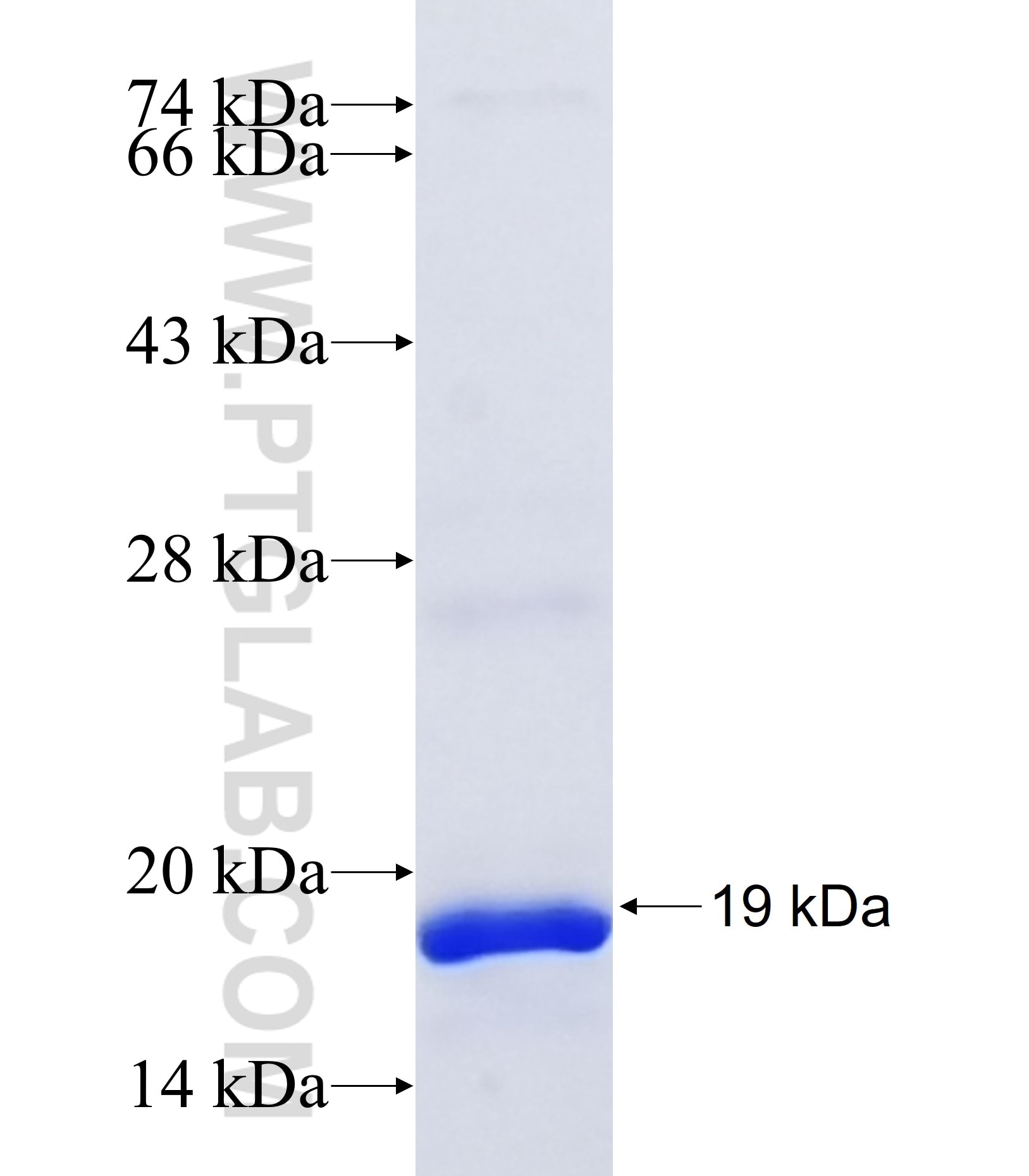 CEACAM4 fusion protein Ag38074 SDS-PAGE CEACAM4 fusion protein Ag38074 SDS-PAGE