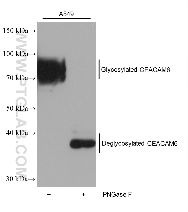 Western Blot (WB) analysis of various lysates using CEACAM6 Polyclonal antibody (30569-1-AP)