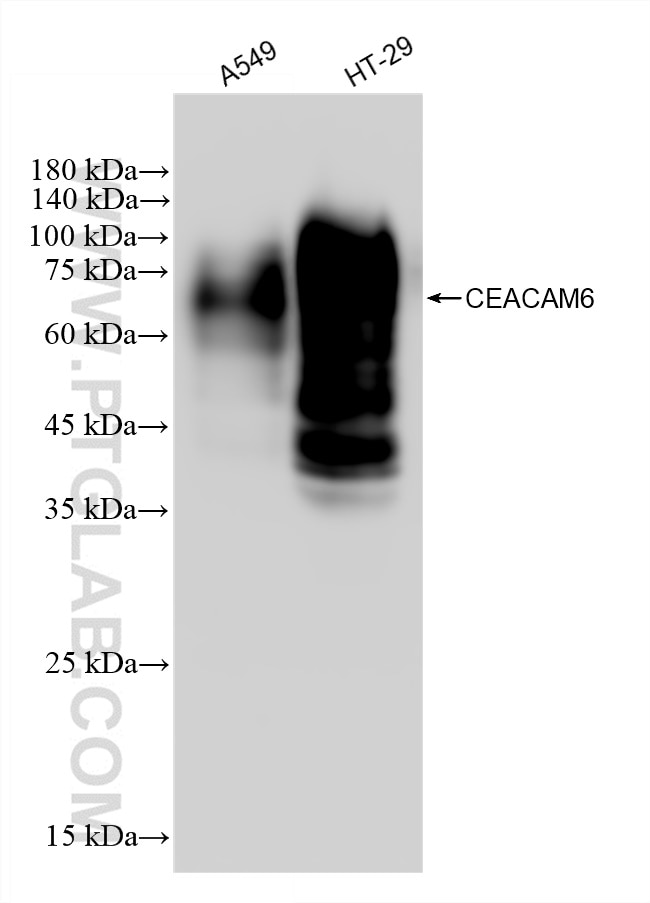 Western Blot (WB) analysis of various lysates using CEACAM6 Recombinant antibody (83203-5-RR)