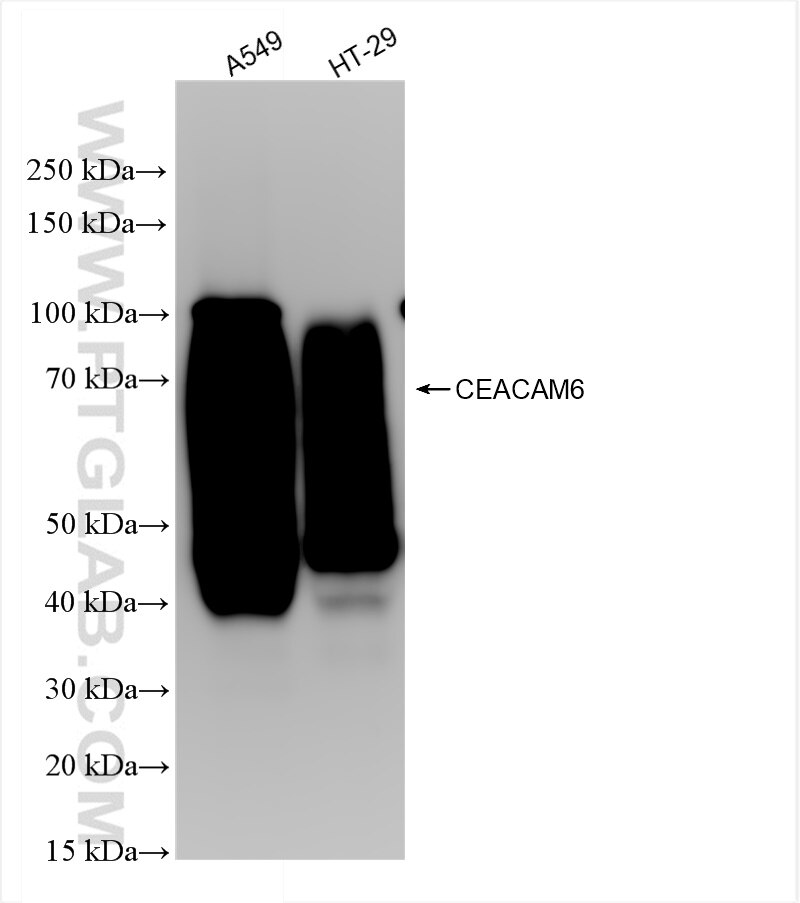 Western Blot (WB) analysis of various lysates using CEACAM6 Recombinant antibody (84982-1-RR)