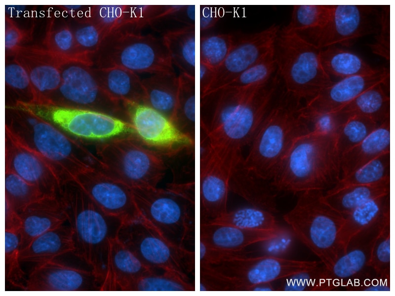 Immunofluorescent analysis of (4% PFA) fixed Transfected CHO-K1 cells using CEACAM8 antibody (83105-6-RR, Clone: 242954B2 ) at dilution of 1:400 and CoraLite®488-Conjugated Goat Anti-Rabbit IgG(H+L) (SA00013-2), CL594-Phalloidin (red). Immunofluorescence (IF) / fluorescent staining of Transfected CHO-K1 using CEACAM8/CD66b Recombinant antibody (83105-6-RR)