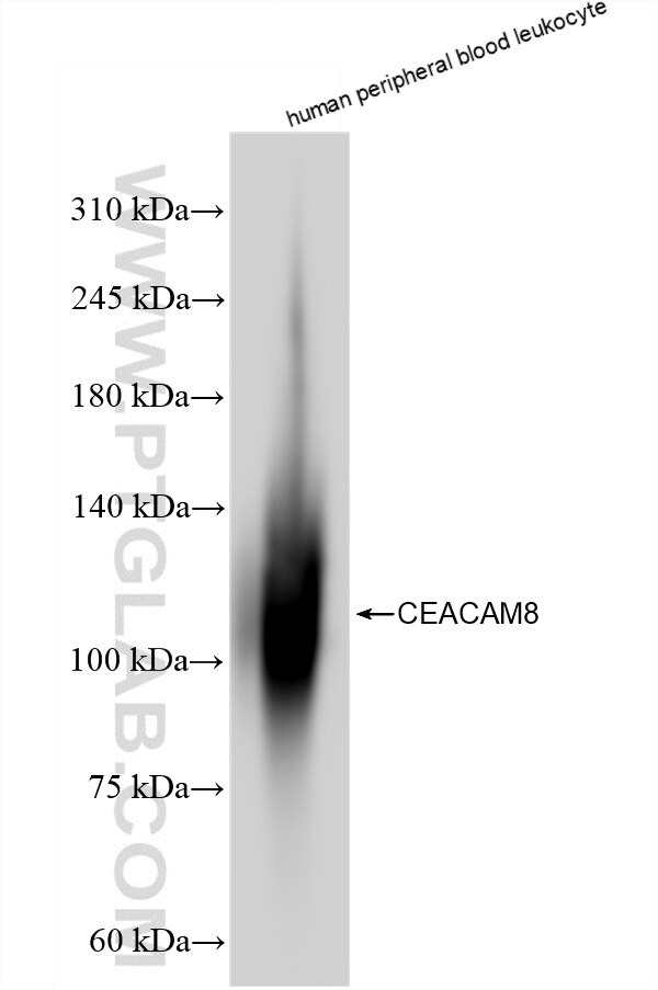 Western Blot (WB) analysis of various lysates using CEACAM8 Recombinant antibody (83105-6-RR)