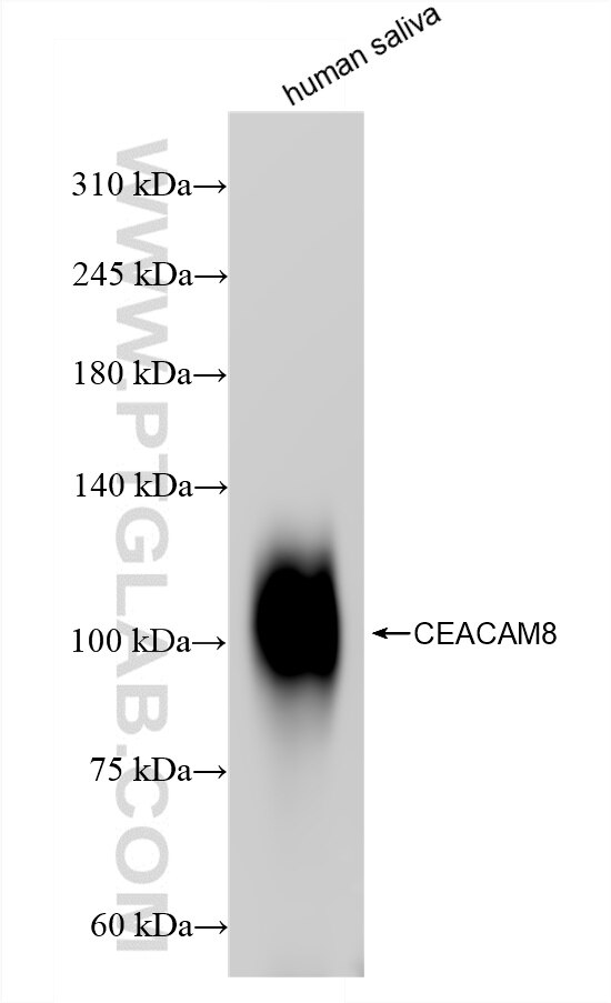 Western Blot (WB) analysis of various lysates using CEACAM8 Recombinant antibody (83105-6-RR)