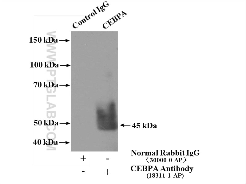 Immunoprecipitation (IP) experiment of L02 cells using CEBPA Polyclonal antibody (18311-1-AP)