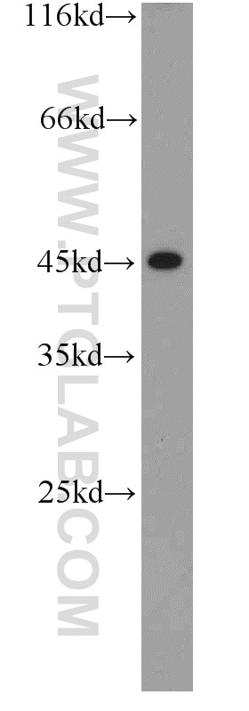 Western Blot (WB) analysis of L02 cells using CEBPA Polyclonal antibody (18311-1-AP)