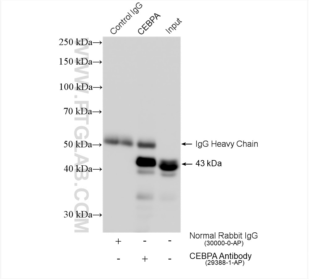 Immunoprecipitation (IP) experiment of THP-1 cells using CEBP Alpha/CEBPA Polyclonal antibody (29388-1-AP)