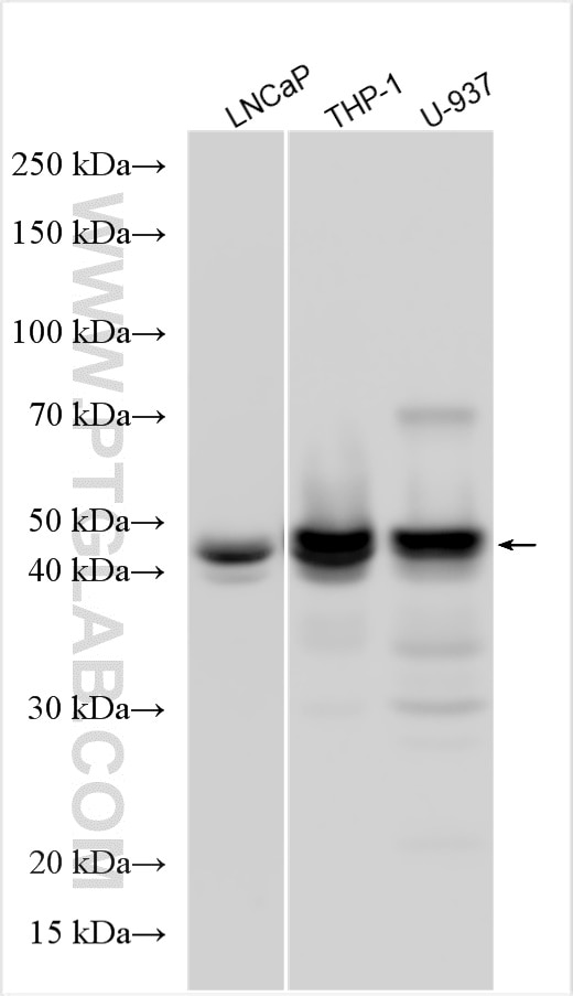Western Blot (WB) analysis of various lysates using CEBPA Polyclonal antibody (29388-1-AP)