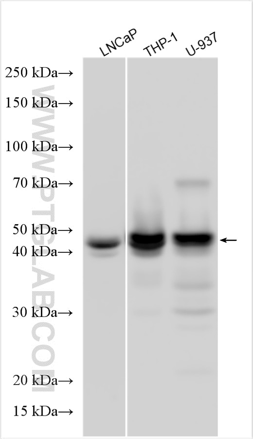 Western Blot (WB) analysis of various lysates using CEBP Alpha/CEBPA Polyclonal antibody (29388-1-AP)