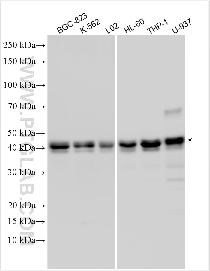 Western Blot (WB) analysis of various lysates using CEBPA Polyclonal antibody (29388-1-AP)