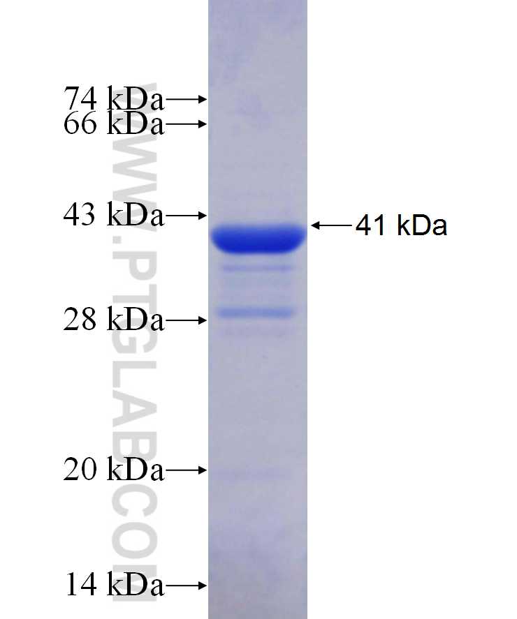 CEBPA fusion protein Ag29947 SDS-PAGE
