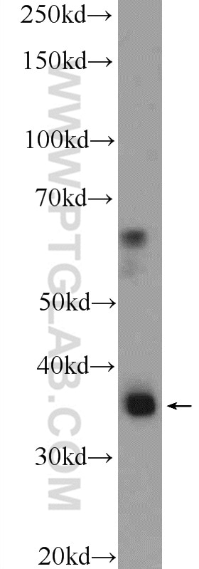 Western Blot (WB) analysis of RAW 264.7 cells using CEBPB Polyclonal antibody (23431-1-AP)