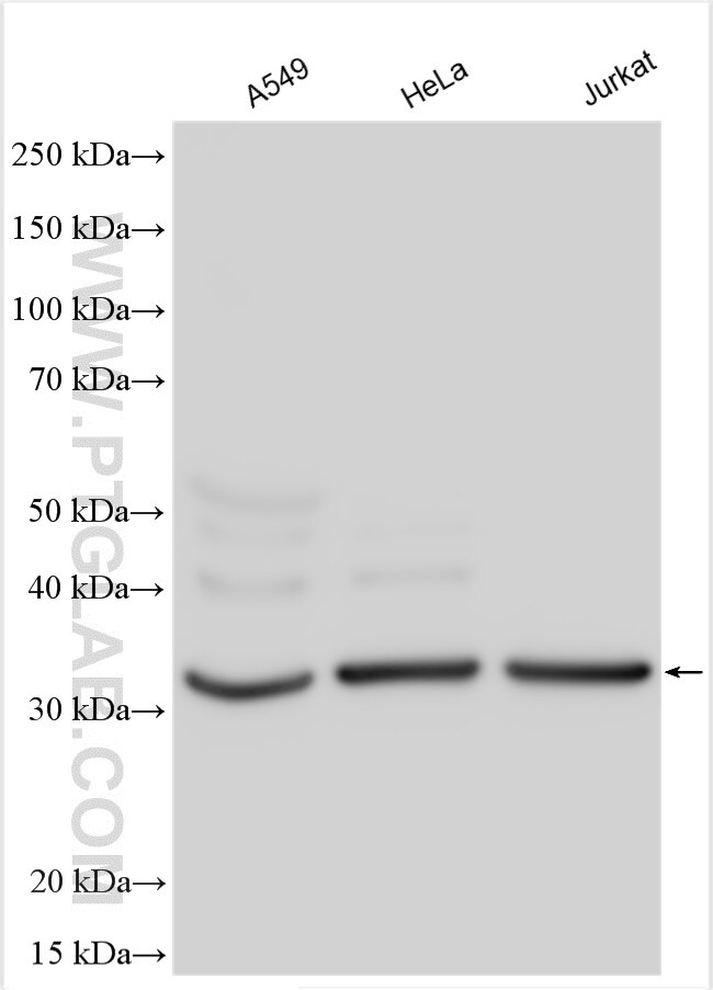 Western Blot (WB) analysis of various lysates using CEBPB Polyclonal antibody (23431-1-AP)