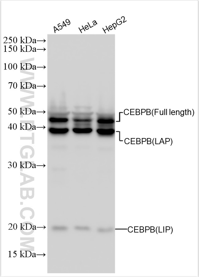 Western Blot (WB) analysis of various lysates using CEBPB Polyclonal antibody (23431-1-AP)