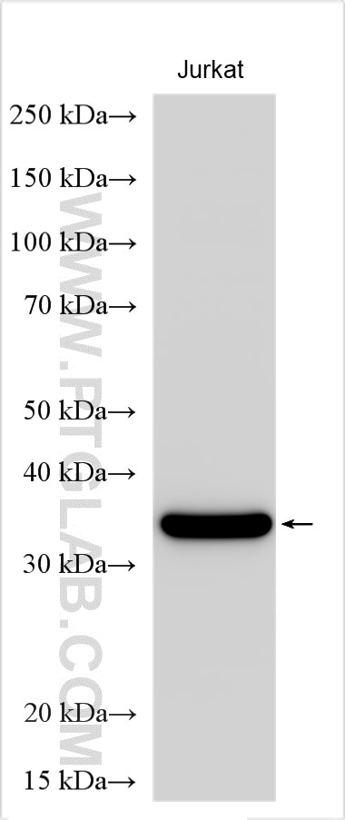 WB analysis using 23431-1-AP Western Blot (WB) analysis of various lysates using CEBPB Polyclonal antibody (23431-1-AP)