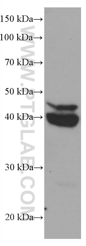 Western Blot (WB) analysis of HeLa cells using CEBPB Monoclonal antibody (66649-1-Ig)