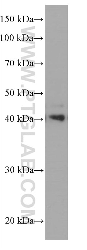 Western Blot (WB) analysis of L02 cells using CEBPB Monoclonal antibody (66649-1-Ig)