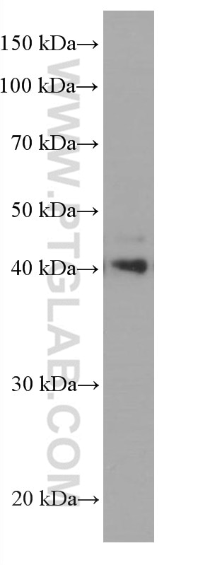 WB analysis of L02 using 66649-1-Ig