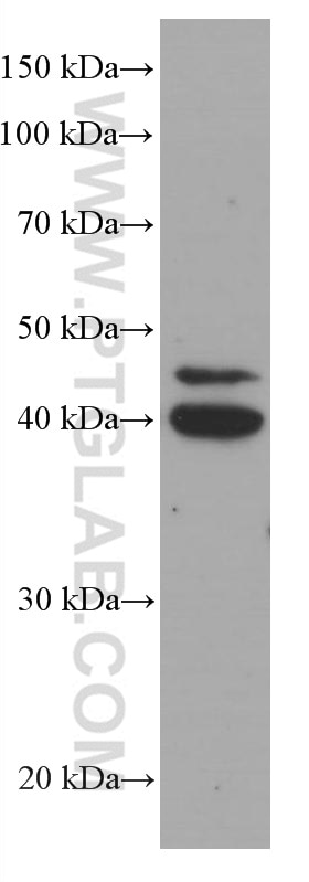 Western Blot (WB) analysis of HepG2 cells using CEBPB Monoclonal antibody (66649-1-Ig)